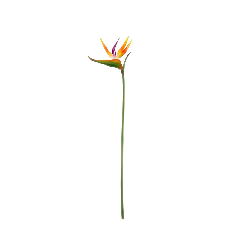 Bargain Small Bird of Paradise 65cm x 14cm