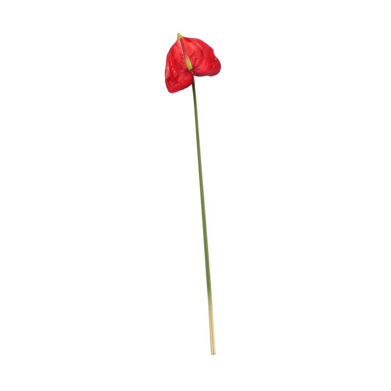 Red Anthurium 70cm Big Sale