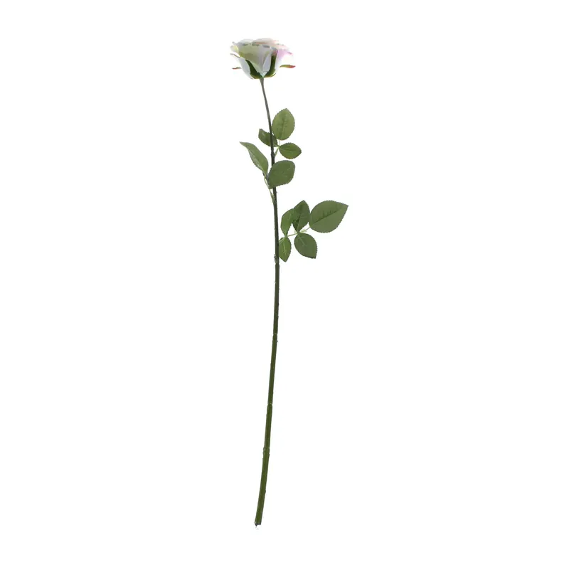 Super Sale Champagne Camelot Open Rose 74cm x 10cm